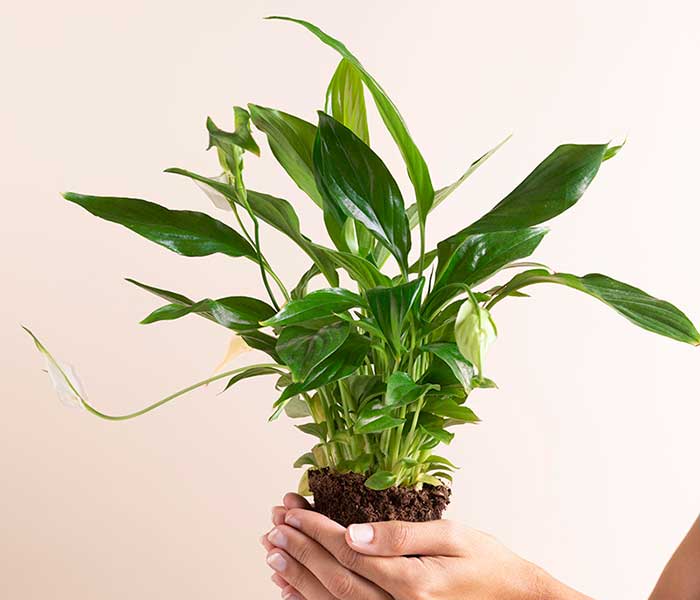 Grow%20The%20Farmer,%20Feed%20The%20World